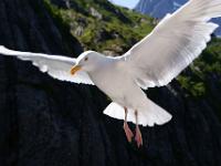 Möwe im Flug - Lofoten